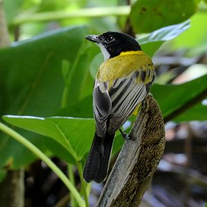 Mangrove Golden Whistler