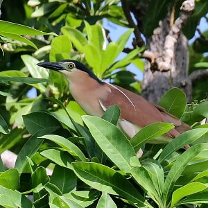 Nankeen Night Heron