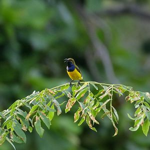 Olive-backed Sunbird