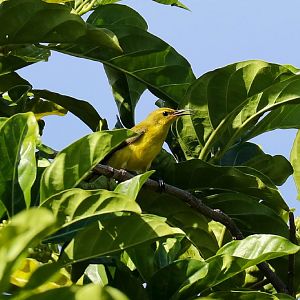 Olive-backed Sunbird female