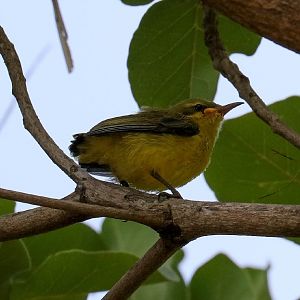Olive-backed Sunbird chick