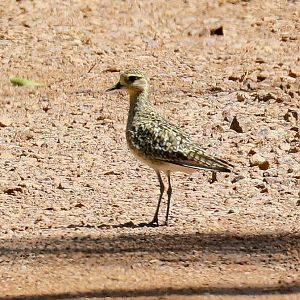Pacific Golden Ploaver