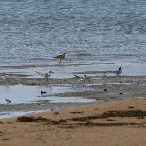 Shorebirds