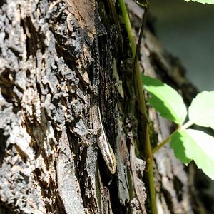 Striped Snake-eyed Skink