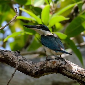 Torresian Kingfisher
