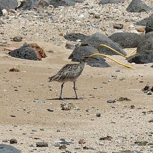 Whimbrel