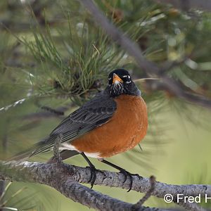 american robin