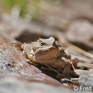 greater short horned lizard
