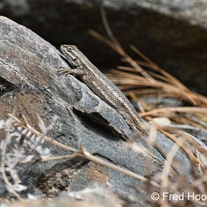 montane southwest fence lizard