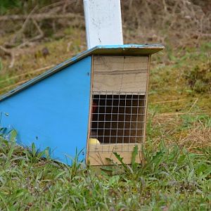 Small animal trap