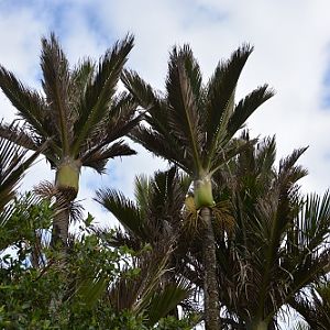 NZ Nikau palms