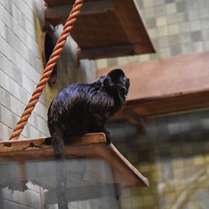 Goeldi's marmoset