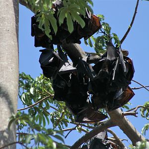 Black Flying Foxes (Pteropus alecto alecto)