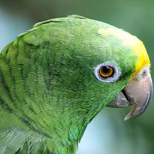 Yellow-crowned Amazon