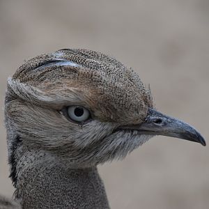 Houbara bustard
