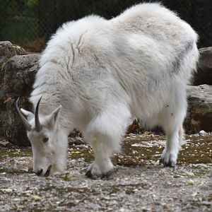 Mountain goat