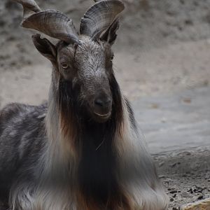 Markhor