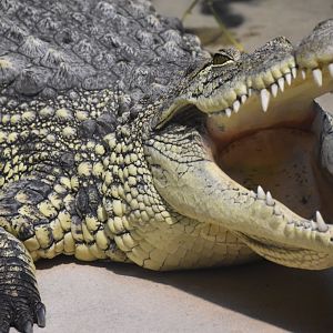 Nile crocodile