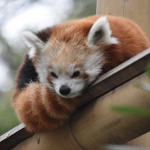 Red panda