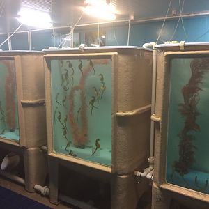 Seahorse tanks