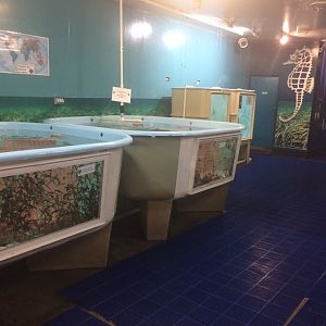 Seahorse tanks