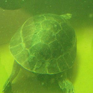 South American River Turtle 31/10/2019