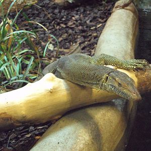 Merten's Water Monitor 31/10/2019