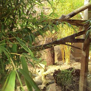 View of part of Fishing Cat enclosure 31/10/2019