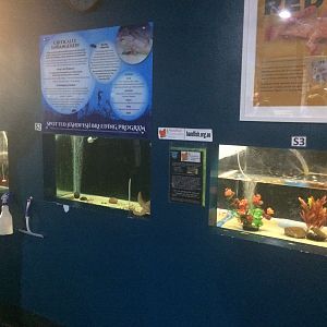 Fish tanks