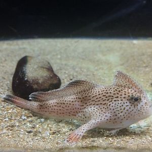 Spotted Handfish (Brachionichthys hirsutus)