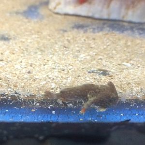 Red Handfish (Thymichthys politus)