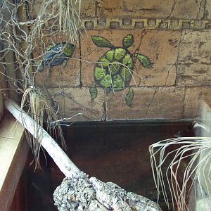 View of Alligator Snapping Turtle enclosure 31/10/2019