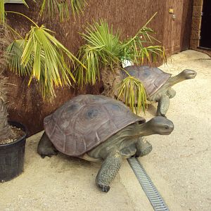 Giant Tortoise statues 31/10/2019
