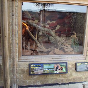 View of the Spiny-tailed Monitor enclosure 31/10/2019