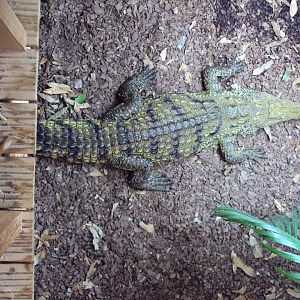 Lebby the Hybrid Croc 31/10/2019