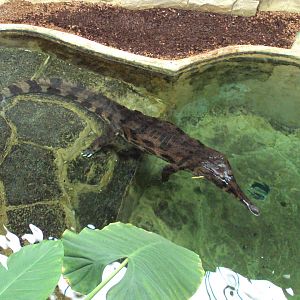 View of female Thomistoma 31/10/2019