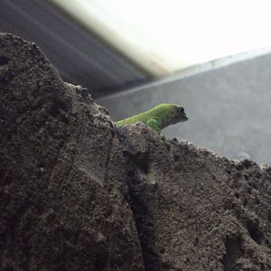 Free roaming Giant Day Gecko 31/10/2019