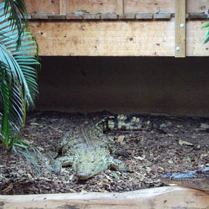 Lebby the hybrid Croc 31/10/2019