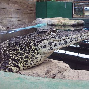 Cuban Crocodile 31/10/2019