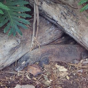 View of Komodo 31/10/2019