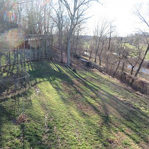 White-tailed Deer Exhibit (half)