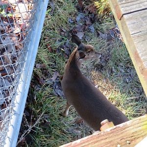 Becca the White-tailed Deer