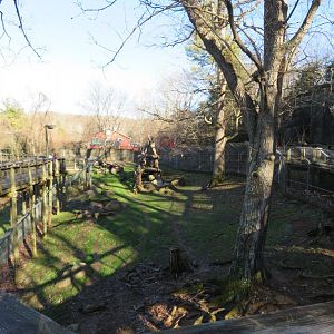 American Black Bear Exhibit