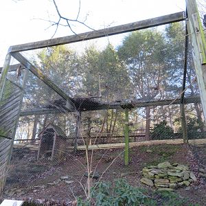 Red-tailed Hawk Exhibit