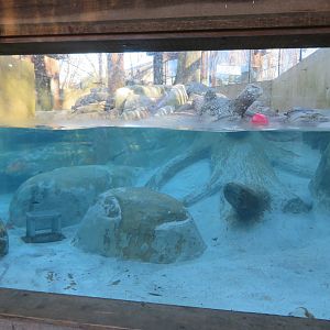 River Otter Exhibit (1 of 2)