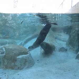 North American River Otter