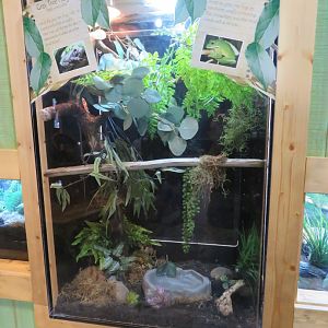 Appalachian Station: Tree Frog Exhibit