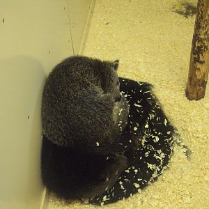 Javan Binturong 22/12/2019