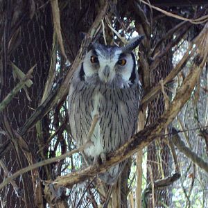 White-faced Scops Owl 22/12/2019