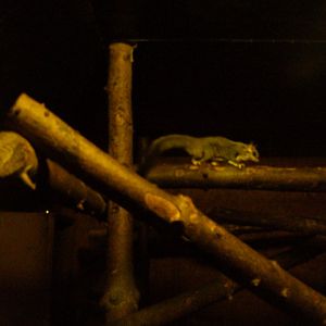 Squirrel Glider 22/12/2019